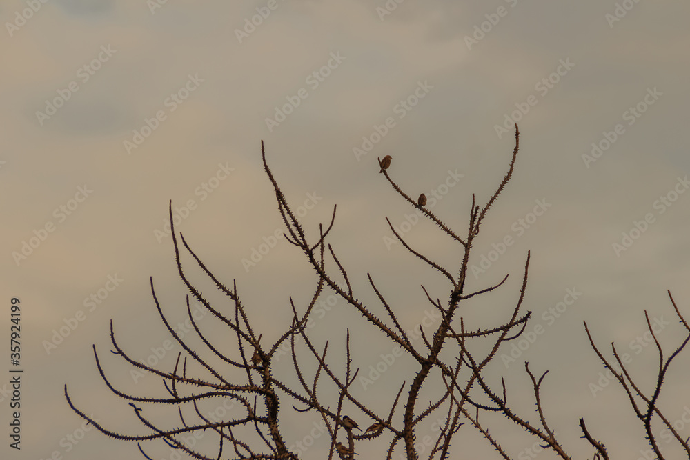 Cute little bird on tree branch with nature background. Small bird on dry tree branch with blue sky background. Cute little bird on tree branch with nature background. Small bird on dry tree branch with blue sky background.