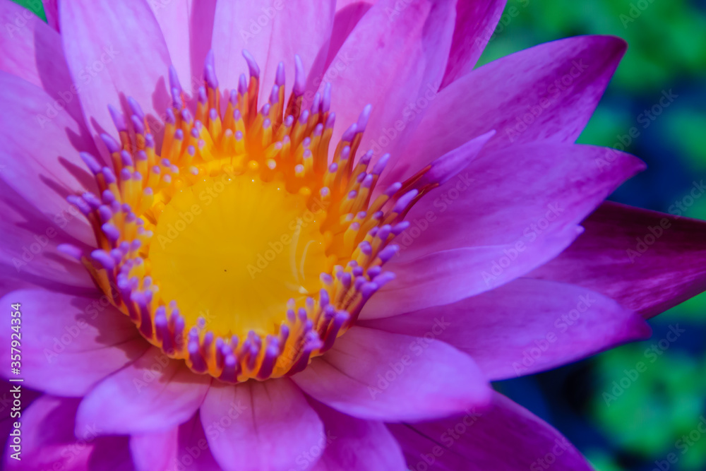 Blooming pink lotus flower, water lily blooming on water surface. Pink lotus blossoms or water lily flowers blooming on pond. Blooming pink lotus flower, water lily blooming on water surface. Pink lotus blossoms or water lily flowers blooming on pond.