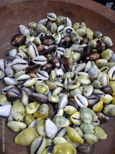 Conches in a clay bowl photo