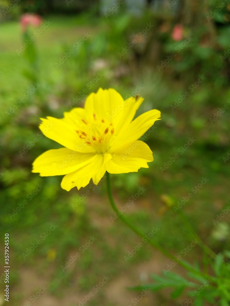 yellow flower in the garden yellow flower in the garden