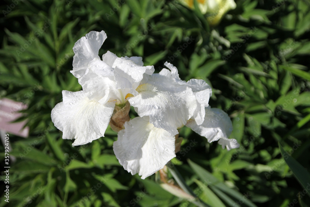 Obraz premium White irises on the flower bed