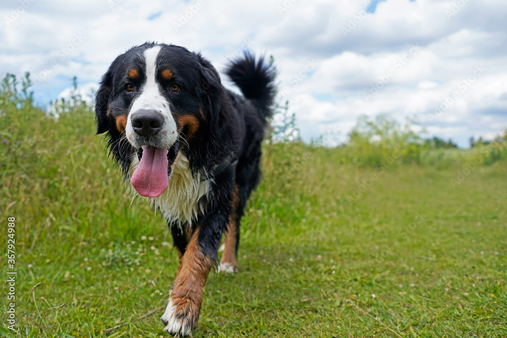 Bernese Mountain Dog walking in the green field, coming towards the camera Bernese Mountain Dog walking in the green field, coming towards the camera