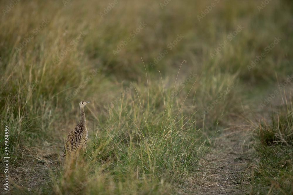 White-Bellied Bustard in the grassland, Masai Mara