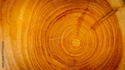 Fondo tronco madera cortado