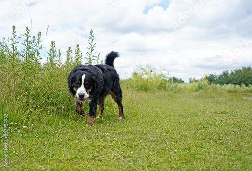 Bernese Mountain Dog walking in the green meadow, off leash.  © Kriste