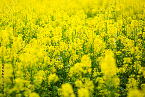Field of yellow flowers. Wildflowers. © Alik Mulikov