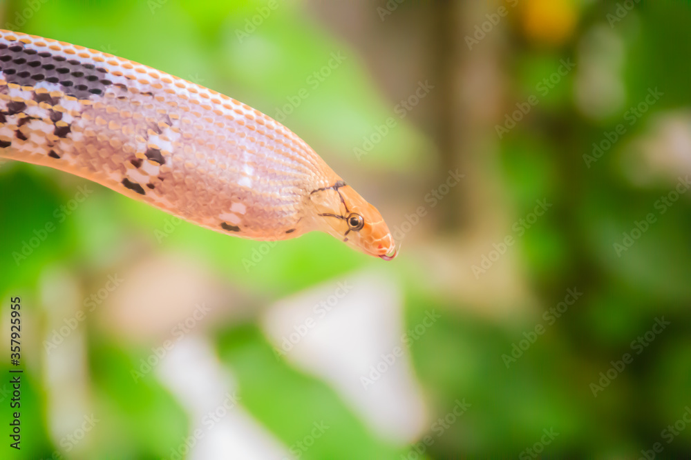 Cute copperhead racer snake, also known as radiated ratsnake, copperhead rat snake or copper-headed trinket snake is a nonvenomous species of colubrid snake. Cute copperhead racer snake, also known as radiated ratsnake, copperhead rat snake or copper-headed trinket snake is a nonvenomous species of colubrid snake.