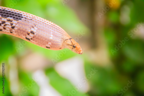 Cute copperhead racer snake  also known as radiated ratsnake  copperhead rat snake or copper-headed trinket snake is a nonvenomous species of colubrid snake.