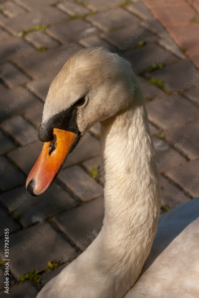 Obraz premium The head of a white swan in a city park. Vertical photo