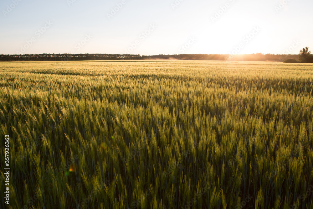 Sunset over wheat field.