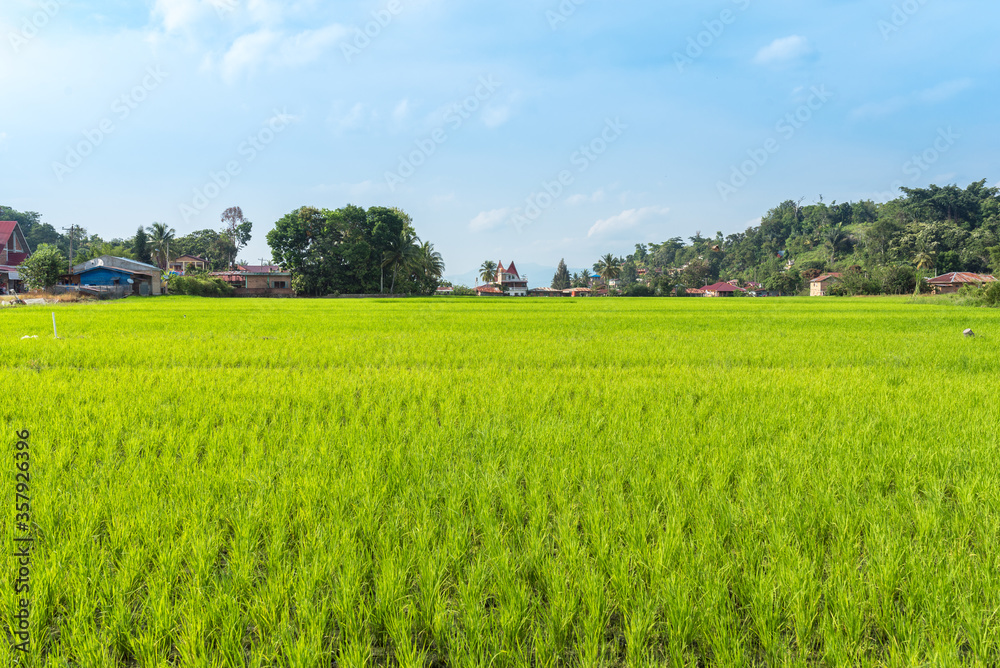 Rice field in the village TukTuk Siadong. Rice cultivation on Samosir island is one of the main sources of food for the Batak people of Lake Toba on Sumatra Rice field in the village TukTuk Siadong. Rice cultivation on Samosir island is one of the main sources of food for the Batak people of Lake Toba on Sumatra