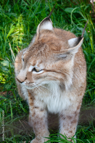 The muzzle of a male Eurasian lynx.