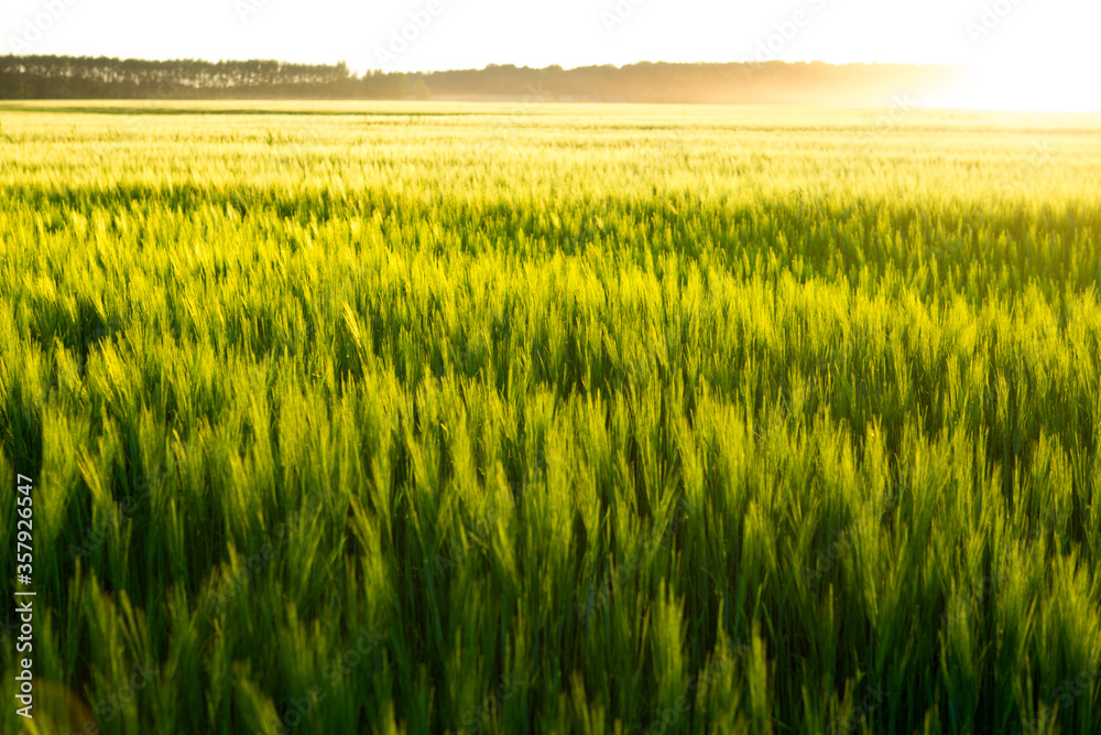 Beautiful sunset and wheat field.