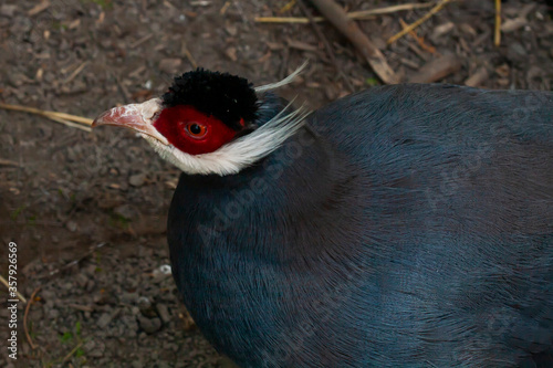 Eared pheasant head. Close-up photography