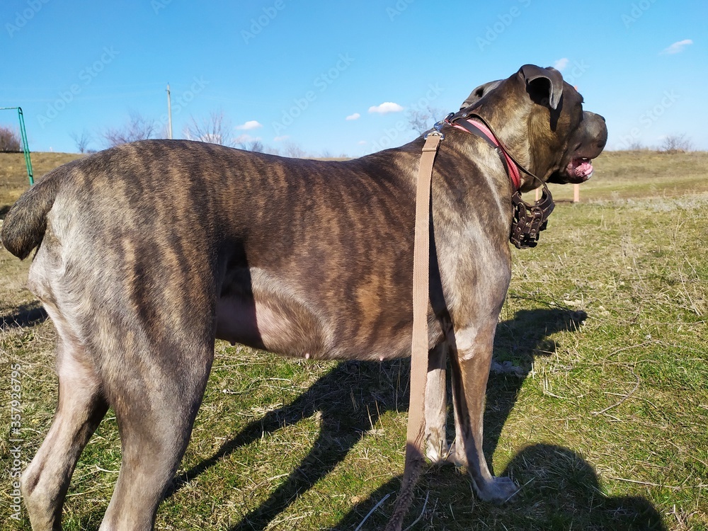 Mastiff dog on the field at sunny day Mastiff dog on the field at sunny day