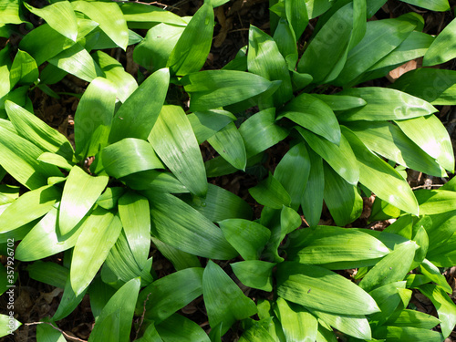 Foto Field of allium ursinum, also known as ramsons, buckrams, wood or wild garlic and bear leek