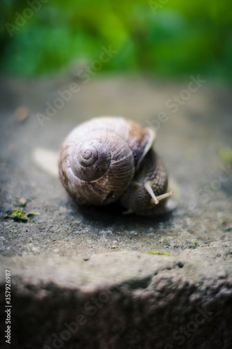 snail in the garden