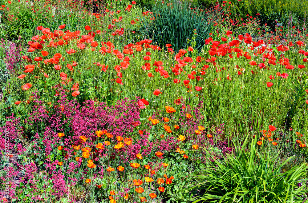 Colorful garden bed with summer flowers