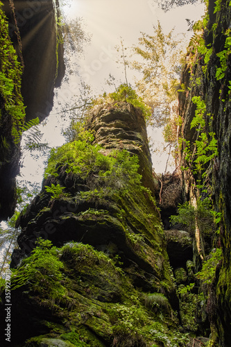 eroded sandstone rocks and typical vegetation of the hiking area Saxon Switzerland in the yellow sunlight