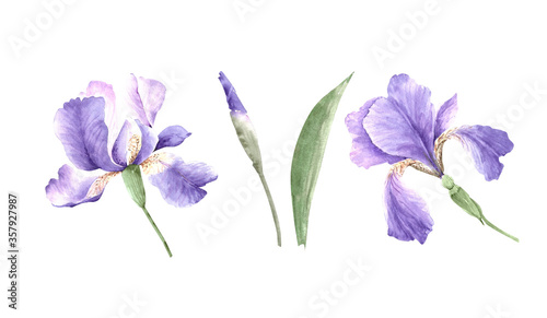 Foto set of purple iris flowers closeup, watercolor illustration on white background