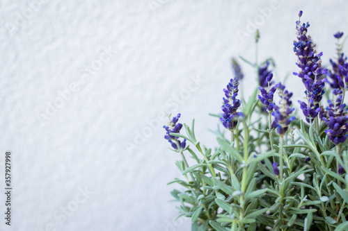 Fototapeta Naklejka Na Ścianę i Meble -  Background with lavender. Beautiful violet lavender with green leaves. Lavender, wall, place for text. Garden concept.