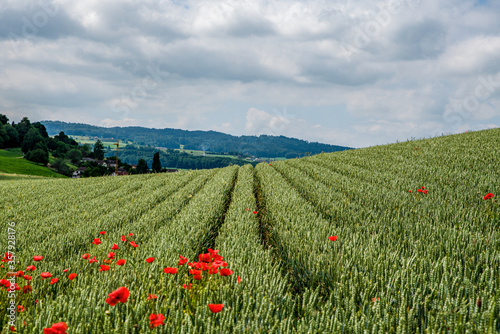 Agricultural field in spring or summer. Field of wheat and poppies in Switzerland.