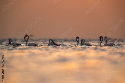 Greater Flamingos during sunrise at Asker coast, Bahrain © Dr Ajay Kumar Singh