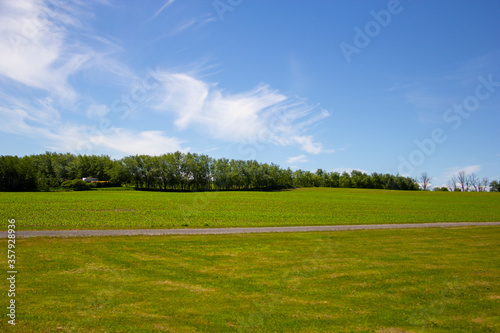 Crops growing in a field