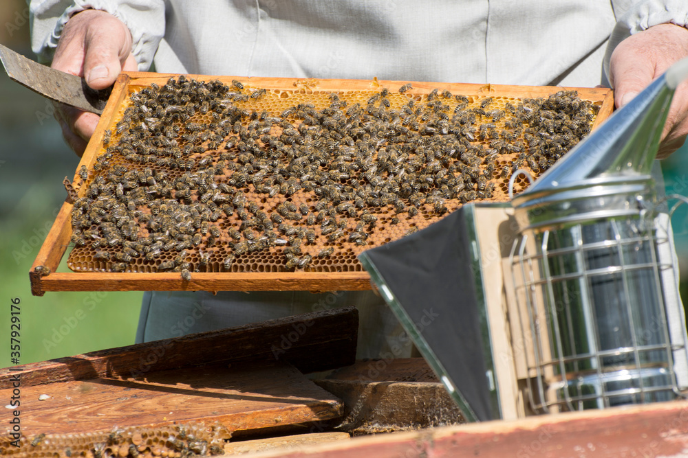 The beekeeper inspects the hive in the apiary. The honey frame is full of bees and honey. The beekeeper inspects the hive in the apiary. The honey frame is full of bees and honey.