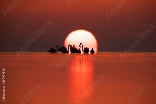 Greater Flamingos and dramatic sunrise Asker coast, Bahrain