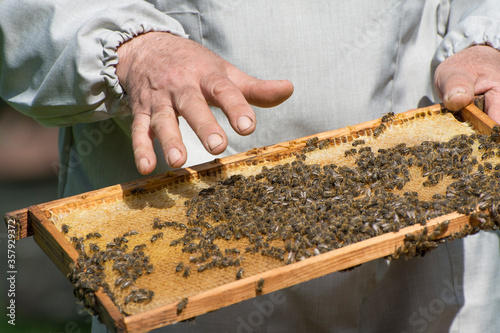 A beekeeper inspects a honeycomb. The period of formation of the new bee colony.