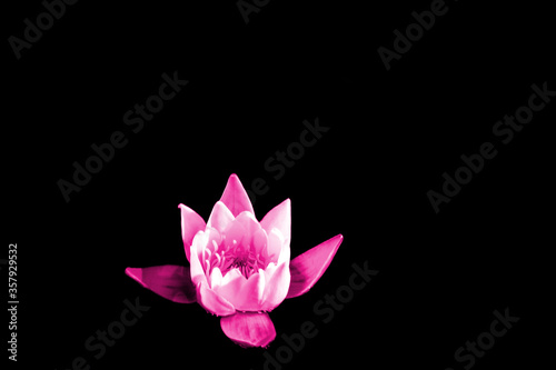 Pink water lily isolate on black background