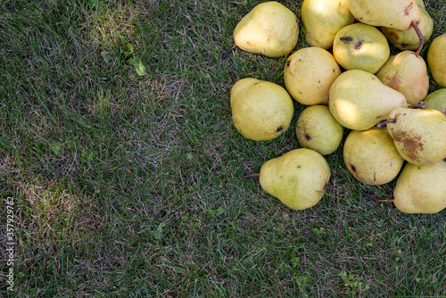 Pears on the green grass from the top