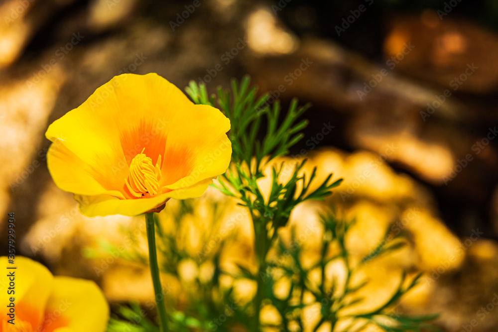 Everyone's favorite yellow poppy with a wonderful defocused background Everyone's favorite yellow poppy with a wonderful defocused background