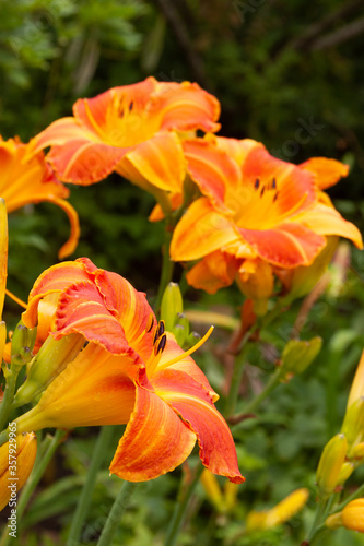 orange daylilies © fgsmiles