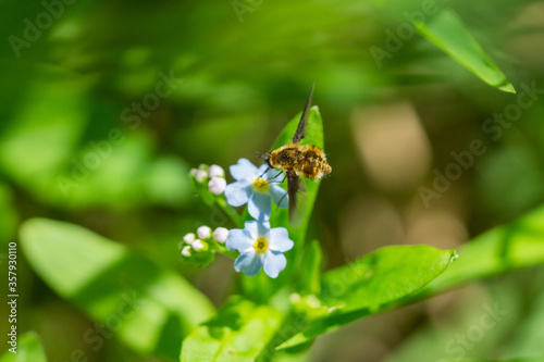 Bee Fly Feeding on Forget Me Not Flowers © Erik