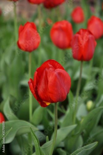 red tulips in the garden © Надежда Рудакова