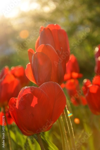 red tulips in the garden