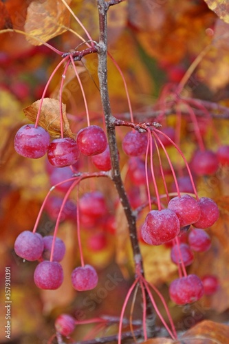 red berries in autumn