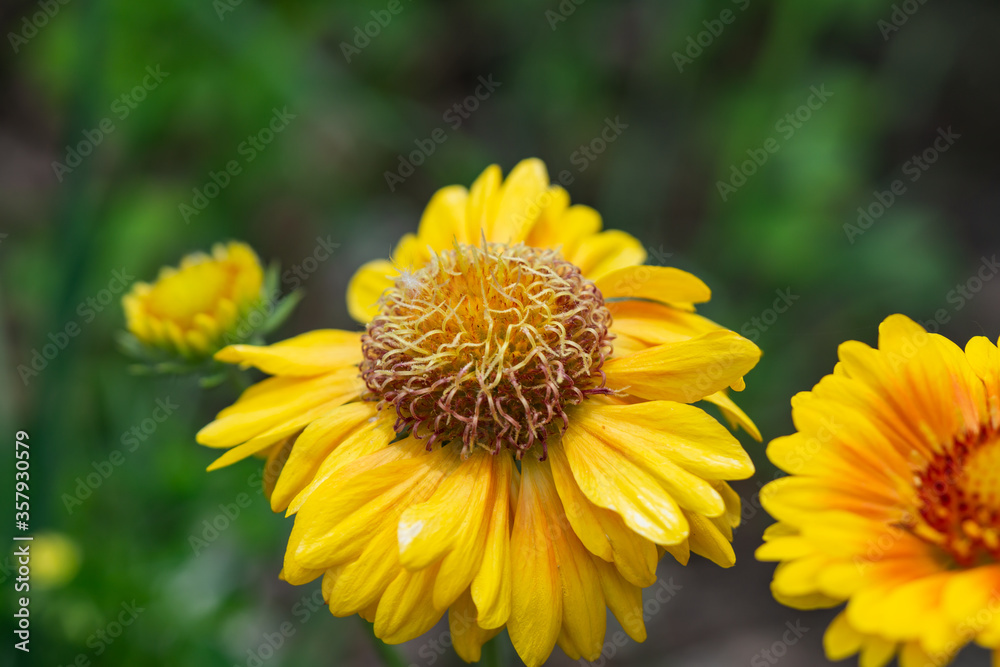 Blanket Flower in Bloom in Springtime Blanket Flower in Bloom in Springtime