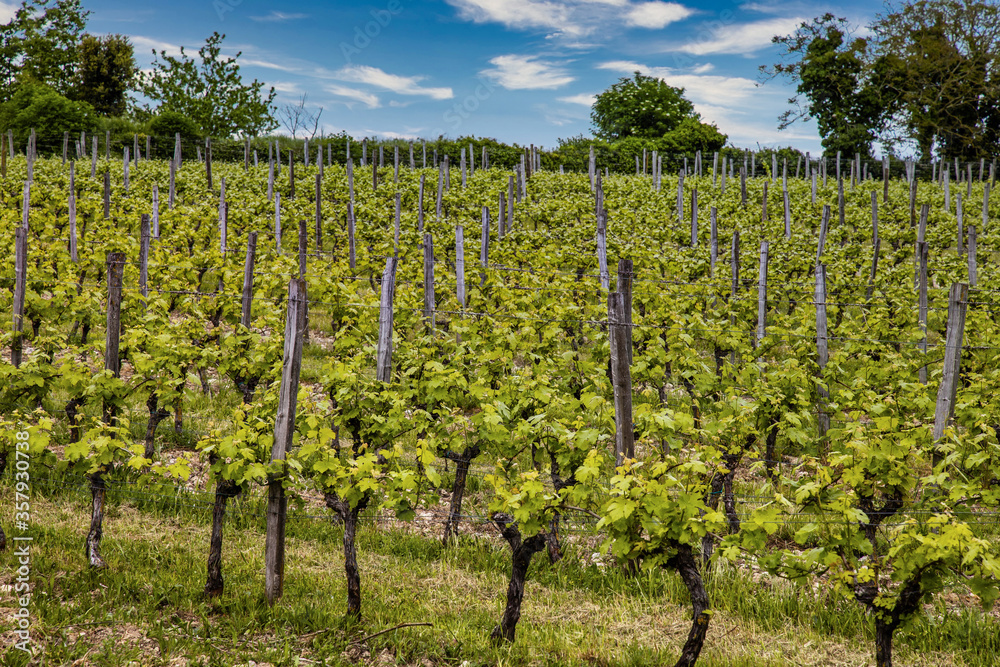 Vue d'un vignoble en été à Chinon en Indre et Loire. Vigne de Touraine