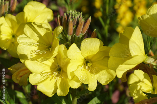 Open yellow flowers of common evening-primrose (Oenothera biennis) of the evening primrose family (Onagraceae) in a Dutch garden. June 14. photo