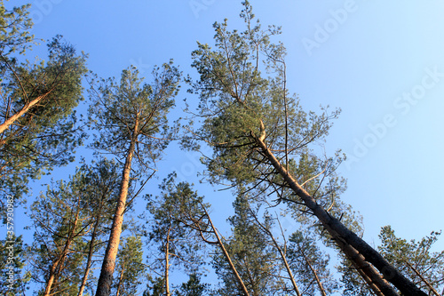  Pine trees in the forest