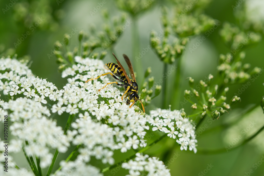 European Paper Wasp on Ground Elder Flower European Paper Wasp on Ground Elder Flower
