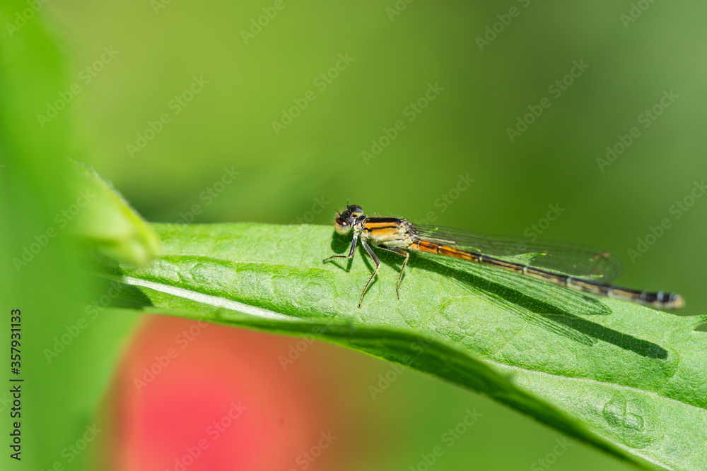 Eastern Forktail Damselfly in Springtime Eastern Forktail Damselfly in Springtime