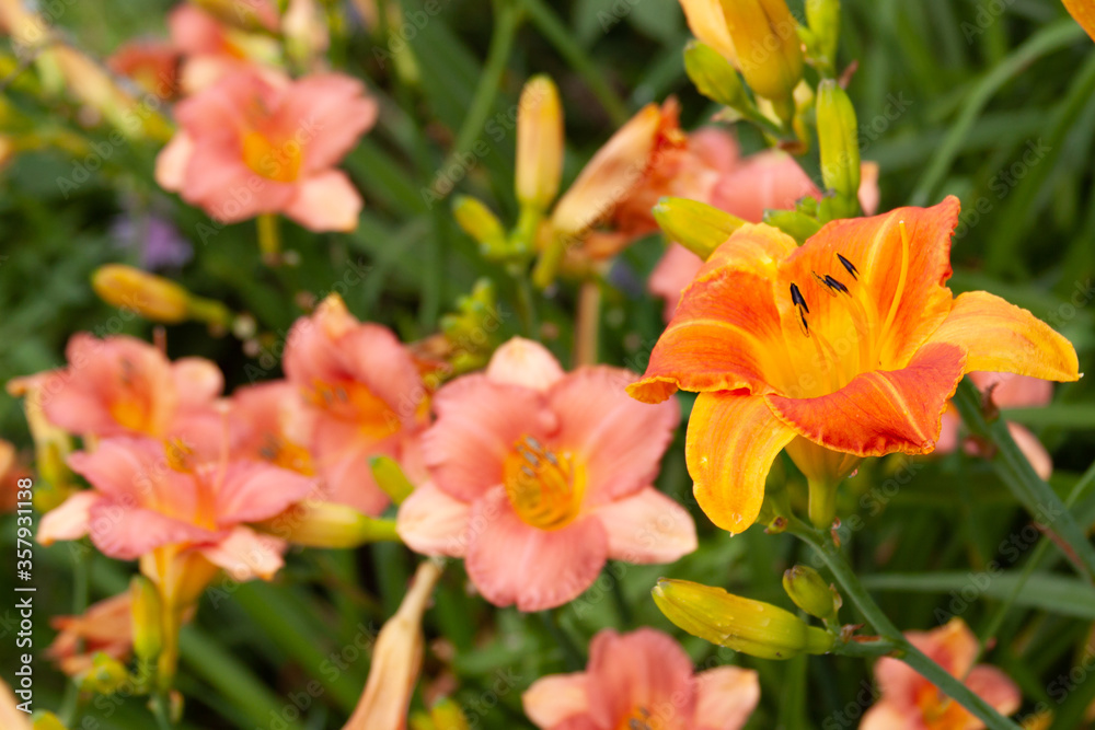 daylily field