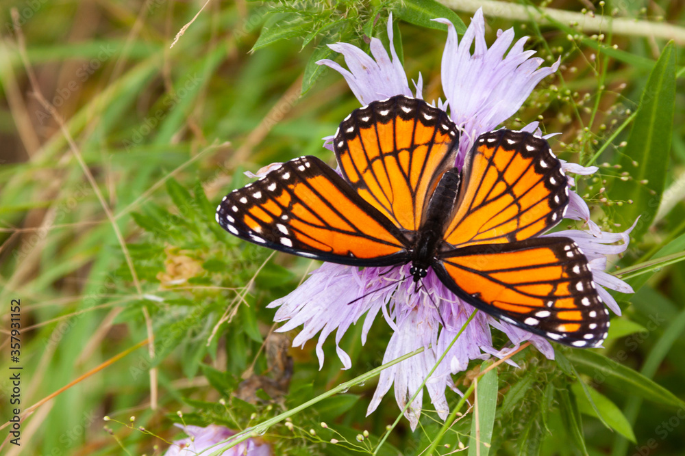 Fototapeta premium monarch butterfly on a flower