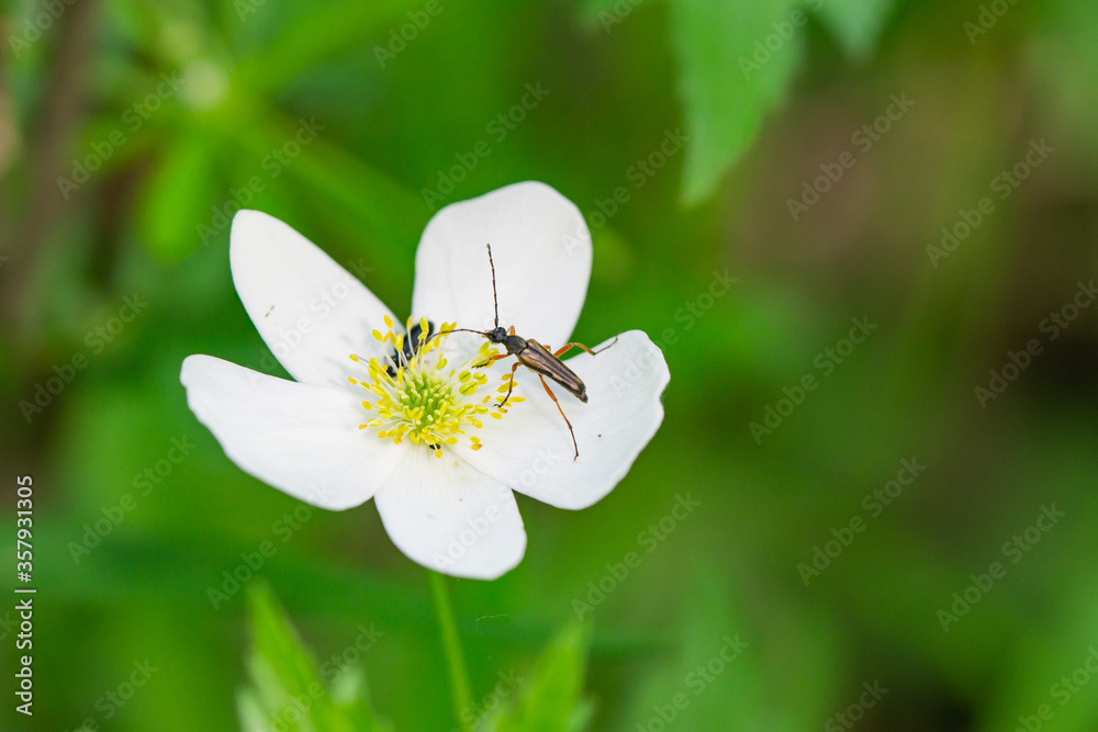 Flower Longhorn Beetle on Meadow Anemone Flower Flower Longhorn Beetle on Meadow Anemone Flower