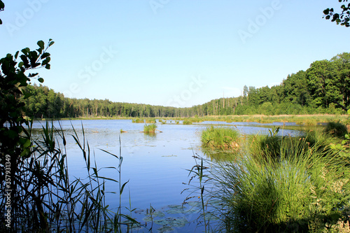 Lake in the forest