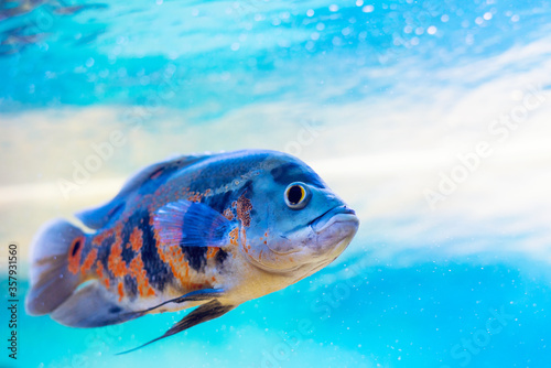 Astronotus ocellatus is a popular aquarium fish in the cichlid family © andrei310